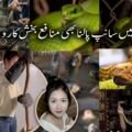 چینی خاتون نے 60 ہزار سانپ پال کر سالانہ لاکھوں کمانے کا منفرد ریکارڈ قائم کر لیا چین میں ایک نوجوان خاتون نے ایک نہایت غیر معمولی اور خطرناک پیشے کو اپنا کر انٹرنیٹ صارفین کو حیران کر دیا ہے۔ چینی صوبے گوانگشی کے علاقے گیولین سے تعلق رکھنے والی 1995 میں پیدا ہونے والی چن نامی خاتون ہزاروں سانپ پال کر سالانہ 10 لاکھ یوآن (تقریباً 4 کروڑ پاکستانی روپے سے زائد) آمدن حاصل کر رہی ہیں۔ رپورٹس کے مطابق، چن اس وقت اپنے خاندان کے سانپ فارم میں سرگرم کردار ادا کر رہی ہیں اور تقریباً 60 ہزار سے زائد سانپوں کی دیکھ بھال کی ذمہ داری سنبھالے ہوئے ہیں۔ ان میں سے 50 ہزار سے زائد انتہائی زہریلے سانپ جبکہ تقریباً 10 ہزار کوبرا سانپ شامل ہیں۔ چن نے بتایا کہ یونیورسٹی سے گریجویشن کے دو سال بعد وہ اپنے آبائی قصبے واپس آئیں تاکہ اپنے والد کے سانپ فارمنگ کے کاروبار میں مدد کر سکیں۔ ابتدا میں ان کے والد اس بات کے سخت مخالف تھے کہ ان کی بیٹی اس خطرناک کام کا حصہ بنے، لیکن وقت کے ساتھ ساتھ فارم کی وسعت اور کام کے بڑھتے ہوئے دباؤ کے باعث چن بھی اس پیشے کا باقاعدہ حصہ بن گئیں۔ چن کے مطابق سانپوں کے قریب جانا انتہائی خطرناک ہوتا ہے، تاہم وہ کہتی ہیں کہ انہیں خوف محسوس نہیں ہوتا کیونکہ وہ بچپن سے اپنے والد کے ساتھ اس ماحول میں پلی بڑھی ہیں۔ چین میں سانپوں کا استعمال مختلف مقاصد کے لئے کیا جاتا ہے، جن میں روایتی ادویات، طبی تحقیق اور خوراک شامل ہیں۔ سانپ کے زہر کی قیمت 40 سے 200 یوآن فی گرام تک ہوتی ہے، جبکہ سانپ کا گوشت 200 سے 300 یوآن فی کلو تک فروخت کیا جاتا ہے۔ تمام اخراجات نکالنے کے باوجود، چن کا یہ کاروبار انہیں سالانہ 10 لاکھ یوآن سے زائد منافع فراہم کرتا ہے۔ چن نہ صرف اس منفرد کاروبار کو چلا رہی ہیں بلکہ سوشل میڈیا پر بھی فعال ہیں، جہاں وہ اپنے سانپ فارم کے تجربات اور معلومات شیئر کرتی ہیں۔ ان کے مطابق سانپ کا ڈسنا شدید تکلیف دہ ہوتا ہے، لیکن یہ ان کے کام کا حصہ ہے اور وہ اس سے خوفزدہ نہیں ہوتیں۔ چن کی کہانی اس بات کی مثال ہے کہ غیر روایتی اور خطرناک شعبوں میں بھی کامیابی حاصل کی جا سکتی ہے، بشرطیکہ محنت، حوصلہ اور مستقل مزاجی ساتھ ہو۔ ان کا یہ منفرد پیشہ نہ صرف انہیں مالی خودمختاری دے رہا ہے بلکہ دنیا بھر میں لوگوں کی توجہ بھی حاصل کر رہا ہے۔