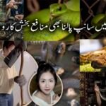 چینی خاتون نے 60 ہزار سانپ پال کر سالانہ لاکھوں کمانے کا منفرد ریکارڈ قائم کر لیا چین میں ایک نوجوان خاتون نے ایک نہایت غیر معمولی اور خطرناک پیشے کو اپنا کر انٹرنیٹ صارفین کو حیران کر دیا ہے۔ چینی صوبے گوانگشی کے علاقے گیولین سے تعلق رکھنے والی 1995 میں پیدا ہونے والی چن نامی خاتون ہزاروں سانپ پال کر سالانہ 10 لاکھ یوآن (تقریباً 4 کروڑ پاکستانی روپے سے زائد) آمدن حاصل کر رہی ہیں۔ رپورٹس کے مطابق، چن اس وقت اپنے خاندان کے سانپ فارم میں سرگرم کردار ادا کر رہی ہیں اور تقریباً 60 ہزار سے زائد سانپوں کی دیکھ بھال کی ذمہ داری سنبھالے ہوئے ہیں۔ ان میں سے 50 ہزار سے زائد انتہائی زہریلے سانپ جبکہ تقریباً 10 ہزار کوبرا سانپ شامل ہیں۔ چن نے بتایا کہ یونیورسٹی سے گریجویشن کے دو سال بعد وہ اپنے آبائی قصبے واپس آئیں تاکہ اپنے والد کے سانپ فارمنگ کے کاروبار میں مدد کر سکیں۔ ابتدا میں ان کے والد اس بات کے سخت مخالف تھے کہ ان کی بیٹی اس خطرناک کام کا حصہ بنے، لیکن وقت کے ساتھ ساتھ فارم کی وسعت اور کام کے بڑھتے ہوئے دباؤ کے باعث چن بھی اس پیشے کا باقاعدہ حصہ بن گئیں۔ چن کے مطابق سانپوں کے قریب جانا انتہائی خطرناک ہوتا ہے، تاہم وہ کہتی ہیں کہ انہیں خوف محسوس نہیں ہوتا کیونکہ وہ بچپن سے اپنے والد کے ساتھ اس ماحول میں پلی بڑھی ہیں۔ چین میں سانپوں کا استعمال مختلف مقاصد کے لئے کیا جاتا ہے، جن میں روایتی ادویات، طبی تحقیق اور خوراک شامل ہیں۔ سانپ کے زہر کی قیمت 40 سے 200 یوآن فی گرام تک ہوتی ہے، جبکہ سانپ کا گوشت 200 سے 300 یوآن فی کلو تک فروخت کیا جاتا ہے۔ تمام اخراجات نکالنے کے باوجود، چن کا یہ کاروبار انہیں سالانہ 10 لاکھ یوآن سے زائد منافع فراہم کرتا ہے۔ چن نہ صرف اس منفرد کاروبار کو چلا رہی ہیں بلکہ سوشل میڈیا پر بھی فعال ہیں، جہاں وہ اپنے سانپ فارم کے تجربات اور معلومات شیئر کرتی ہیں۔ ان کے مطابق سانپ کا ڈسنا شدید تکلیف دہ ہوتا ہے، لیکن یہ ان کے کام کا حصہ ہے اور وہ اس سے خوفزدہ نہیں ہوتیں۔ چن کی کہانی اس بات کی مثال ہے کہ غیر روایتی اور خطرناک شعبوں میں بھی کامیابی حاصل کی جا سکتی ہے، بشرطیکہ محنت، حوصلہ اور مستقل مزاجی ساتھ ہو۔ ان کا یہ منفرد پیشہ نہ صرف انہیں مالی خودمختاری دے رہا ہے بلکہ دنیا بھر میں لوگوں کی توجہ بھی حاصل کر رہا ہے۔