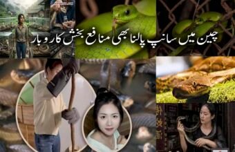 چینی خاتون نے 60 ہزار سانپ پال کر سالانہ لاکھوں کمانے کا منفرد ریکارڈ قائم کر لیا چین میں ایک نوجوان خاتون نے ایک نہایت غیر معمولی اور خطرناک پیشے کو اپنا کر انٹرنیٹ صارفین کو حیران کر دیا ہے۔ چینی صوبے گوانگشی کے علاقے گیولین سے تعلق رکھنے والی 1995 میں پیدا ہونے والی چن نامی خاتون ہزاروں سانپ پال کر سالانہ 10 لاکھ یوآن (تقریباً 4 کروڑ پاکستانی روپے سے زائد) آمدن حاصل کر رہی ہیں۔ رپورٹس کے مطابق، چن اس وقت اپنے خاندان کے سانپ فارم میں سرگرم کردار ادا کر رہی ہیں اور تقریباً 60 ہزار سے زائد سانپوں کی دیکھ بھال کی ذمہ داری سنبھالے ہوئے ہیں۔ ان میں سے 50 ہزار سے زائد انتہائی زہریلے سانپ جبکہ تقریباً 10 ہزار کوبرا سانپ شامل ہیں۔ چن نے بتایا کہ یونیورسٹی سے گریجویشن کے دو سال بعد وہ اپنے آبائی قصبے واپس آئیں تاکہ اپنے والد کے سانپ فارمنگ کے کاروبار میں مدد کر سکیں۔ ابتدا میں ان کے والد اس بات کے سخت مخالف تھے کہ ان کی بیٹی اس خطرناک کام کا حصہ بنے، لیکن وقت کے ساتھ ساتھ فارم کی وسعت اور کام کے بڑھتے ہوئے دباؤ کے باعث چن بھی اس پیشے کا باقاعدہ حصہ بن گئیں۔ چن کے مطابق سانپوں کے قریب جانا انتہائی خطرناک ہوتا ہے، تاہم وہ کہتی ہیں کہ انہیں خوف محسوس نہیں ہوتا کیونکہ وہ بچپن سے اپنے والد کے ساتھ اس ماحول میں پلی بڑھی ہیں۔ چین میں سانپوں کا استعمال مختلف مقاصد کے لئے کیا جاتا ہے، جن میں روایتی ادویات، طبی تحقیق اور خوراک شامل ہیں۔ سانپ کے زہر کی قیمت 40 سے 200 یوآن فی گرام تک ہوتی ہے، جبکہ سانپ کا گوشت 200 سے 300 یوآن فی کلو تک فروخت کیا جاتا ہے۔ تمام اخراجات نکالنے کے باوجود، چن کا یہ کاروبار انہیں سالانہ 10 لاکھ یوآن سے زائد منافع فراہم کرتا ہے۔ چن نہ صرف اس منفرد کاروبار کو چلا رہی ہیں بلکہ سوشل میڈیا پر بھی فعال ہیں، جہاں وہ اپنے سانپ فارم کے تجربات اور معلومات شیئر کرتی ہیں۔ ان کے مطابق سانپ کا ڈسنا شدید تکلیف دہ ہوتا ہے، لیکن یہ ان کے کام کا حصہ ہے اور وہ اس سے خوفزدہ نہیں ہوتیں۔ چن کی کہانی اس بات کی مثال ہے کہ غیر روایتی اور خطرناک شعبوں میں بھی کامیابی حاصل کی جا سکتی ہے، بشرطیکہ محنت، حوصلہ اور مستقل مزاجی ساتھ ہو۔ ان کا یہ منفرد پیشہ نہ صرف انہیں مالی خودمختاری دے رہا ہے بلکہ دنیا بھر میں لوگوں کی توجہ بھی حاصل کر رہا ہے۔