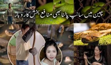 چینی خاتون نے 60 ہزار سانپ پال کر سالانہ لاکھوں کمانے کا منفرد ریکارڈ قائم کر لیا چین میں ایک نوجوان خاتون نے ایک نہایت غیر معمولی اور خطرناک پیشے کو اپنا کر انٹرنیٹ صارفین کو حیران کر دیا ہے۔ چینی صوبے گوانگشی کے علاقے گیولین سے تعلق رکھنے والی 1995 میں پیدا ہونے والی چن نامی خاتون ہزاروں سانپ پال کر سالانہ 10 لاکھ یوآن (تقریباً 4 کروڑ پاکستانی روپے سے زائد) آمدن حاصل کر رہی ہیں۔ رپورٹس کے مطابق، چن اس وقت اپنے خاندان کے سانپ فارم میں سرگرم کردار ادا کر رہی ہیں اور تقریباً 60 ہزار سے زائد سانپوں کی دیکھ بھال کی ذمہ داری سنبھالے ہوئے ہیں۔ ان میں سے 50 ہزار سے زائد انتہائی زہریلے سانپ جبکہ تقریباً 10 ہزار کوبرا سانپ شامل ہیں۔ چن نے بتایا کہ یونیورسٹی سے گریجویشن کے دو سال بعد وہ اپنے آبائی قصبے واپس آئیں تاکہ اپنے والد کے سانپ فارمنگ کے کاروبار میں مدد کر سکیں۔ ابتدا میں ان کے والد اس بات کے سخت مخالف تھے کہ ان کی بیٹی اس خطرناک کام کا حصہ بنے، لیکن وقت کے ساتھ ساتھ فارم کی وسعت اور کام کے بڑھتے ہوئے دباؤ کے باعث چن بھی اس پیشے کا باقاعدہ حصہ بن گئیں۔ چن کے مطابق سانپوں کے قریب جانا انتہائی خطرناک ہوتا ہے، تاہم وہ کہتی ہیں کہ انہیں خوف محسوس نہیں ہوتا کیونکہ وہ بچپن سے اپنے والد کے ساتھ اس ماحول میں پلی بڑھی ہیں۔ چین میں سانپوں کا استعمال مختلف مقاصد کے لئے کیا جاتا ہے، جن میں روایتی ادویات، طبی تحقیق اور خوراک شامل ہیں۔ سانپ کے زہر کی قیمت 40 سے 200 یوآن فی گرام تک ہوتی ہے، جبکہ سانپ کا گوشت 200 سے 300 یوآن فی کلو تک فروخت کیا جاتا ہے۔ تمام اخراجات نکالنے کے باوجود، چن کا یہ کاروبار انہیں سالانہ 10 لاکھ یوآن سے زائد منافع فراہم کرتا ہے۔ چن نہ صرف اس منفرد کاروبار کو چلا رہی ہیں بلکہ سوشل میڈیا پر بھی فعال ہیں، جہاں وہ اپنے سانپ فارم کے تجربات اور معلومات شیئر کرتی ہیں۔ ان کے مطابق سانپ کا ڈسنا شدید تکلیف دہ ہوتا ہے، لیکن یہ ان کے کام کا حصہ ہے اور وہ اس سے خوفزدہ نہیں ہوتیں۔ چن کی کہانی اس بات کی مثال ہے کہ غیر روایتی اور خطرناک شعبوں میں بھی کامیابی حاصل کی جا سکتی ہے، بشرطیکہ محنت، حوصلہ اور مستقل مزاجی ساتھ ہو۔ ان کا یہ منفرد پیشہ نہ صرف انہیں مالی خودمختاری دے رہا ہے بلکہ دنیا بھر میں لوگوں کی توجہ بھی حاصل کر رہا ہے۔