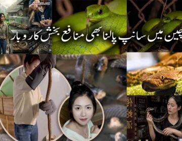 چینی خاتون نے 60 ہزار سانپ پال کر سالانہ لاکھوں کمانے کا منفرد ریکارڈ قائم کر لیا چین میں ایک نوجوان خاتون نے ایک نہایت غیر معمولی اور خطرناک پیشے کو اپنا کر انٹرنیٹ صارفین کو حیران کر دیا ہے۔ چینی صوبے گوانگشی کے علاقے گیولین سے تعلق رکھنے والی 1995 میں پیدا ہونے والی چن نامی خاتون ہزاروں سانپ پال کر سالانہ 10 لاکھ یوآن (تقریباً 4 کروڑ پاکستانی روپے سے زائد) آمدن حاصل کر رہی ہیں۔ رپورٹس کے مطابق، چن اس وقت اپنے خاندان کے سانپ فارم میں سرگرم کردار ادا کر رہی ہیں اور تقریباً 60 ہزار سے زائد سانپوں کی دیکھ بھال کی ذمہ داری سنبھالے ہوئے ہیں۔ ان میں سے 50 ہزار سے زائد انتہائی زہریلے سانپ جبکہ تقریباً 10 ہزار کوبرا سانپ شامل ہیں۔ چن نے بتایا کہ یونیورسٹی سے گریجویشن کے دو سال بعد وہ اپنے آبائی قصبے واپس آئیں تاکہ اپنے والد کے سانپ فارمنگ کے کاروبار میں مدد کر سکیں۔ ابتدا میں ان کے والد اس بات کے سخت مخالف تھے کہ ان کی بیٹی اس خطرناک کام کا حصہ بنے، لیکن وقت کے ساتھ ساتھ فارم کی وسعت اور کام کے بڑھتے ہوئے دباؤ کے باعث چن بھی اس پیشے کا باقاعدہ حصہ بن گئیں۔ چن کے مطابق سانپوں کے قریب جانا انتہائی خطرناک ہوتا ہے، تاہم وہ کہتی ہیں کہ انہیں خوف محسوس نہیں ہوتا کیونکہ وہ بچپن سے اپنے والد کے ساتھ اس ماحول میں پلی بڑھی ہیں۔ چین میں سانپوں کا استعمال مختلف مقاصد کے لئے کیا جاتا ہے، جن میں روایتی ادویات، طبی تحقیق اور خوراک شامل ہیں۔ سانپ کے زہر کی قیمت 40 سے 200 یوآن فی گرام تک ہوتی ہے، جبکہ سانپ کا گوشت 200 سے 300 یوآن فی کلو تک فروخت کیا جاتا ہے۔ تمام اخراجات نکالنے کے باوجود، چن کا یہ کاروبار انہیں سالانہ 10 لاکھ یوآن سے زائد منافع فراہم کرتا ہے۔ چن نہ صرف اس منفرد کاروبار کو چلا رہی ہیں بلکہ سوشل میڈیا پر بھی فعال ہیں، جہاں وہ اپنے سانپ فارم کے تجربات اور معلومات شیئر کرتی ہیں۔ ان کے مطابق سانپ کا ڈسنا شدید تکلیف دہ ہوتا ہے، لیکن یہ ان کے کام کا حصہ ہے اور وہ اس سے خوفزدہ نہیں ہوتیں۔ چن کی کہانی اس بات کی مثال ہے کہ غیر روایتی اور خطرناک شعبوں میں بھی کامیابی حاصل کی جا سکتی ہے، بشرطیکہ محنت، حوصلہ اور مستقل مزاجی ساتھ ہو۔ ان کا یہ منفرد پیشہ نہ صرف انہیں مالی خودمختاری دے رہا ہے بلکہ دنیا بھر میں لوگوں کی توجہ بھی حاصل کر رہا ہے۔