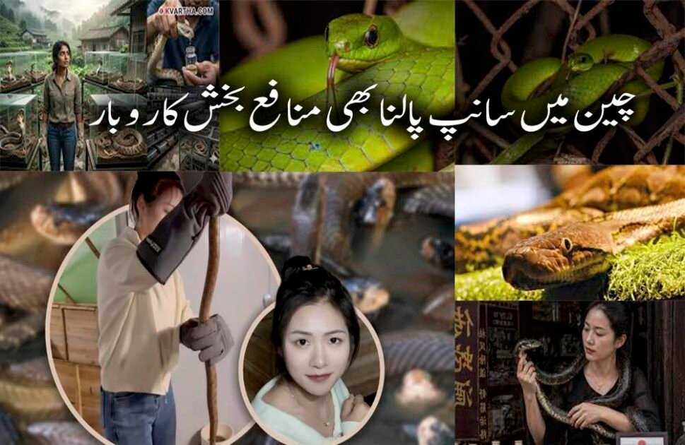 چینی خاتون نے 60 ہزار سانپ پال کر سالانہ لاکھوں کمانے کا منفرد ریکارڈ قائم کر لیا چین میں ایک نوجوان خاتون نے ایک نہایت غیر معمولی اور خطرناک پیشے کو اپنا کر انٹرنیٹ صارفین کو حیران کر دیا ہے۔ چینی صوبے گوانگشی کے علاقے گیولین سے تعلق رکھنے والی 1995 میں پیدا ہونے والی چن نامی خاتون ہزاروں سانپ پال کر سالانہ 10 لاکھ یوآن (تقریباً 4 کروڑ پاکستانی روپے سے زائد) آمدن حاصل کر رہی ہیں۔ رپورٹس کے مطابق، چن اس وقت اپنے خاندان کے سانپ فارم میں سرگرم کردار ادا کر رہی ہیں اور تقریباً 60 ہزار سے زائد سانپوں کی دیکھ بھال کی ذمہ داری سنبھالے ہوئے ہیں۔ ان میں سے 50 ہزار سے زائد انتہائی زہریلے سانپ جبکہ تقریباً 10 ہزار کوبرا سانپ شامل ہیں۔ چن نے بتایا کہ یونیورسٹی سے گریجویشن کے دو سال بعد وہ اپنے آبائی قصبے واپس آئیں تاکہ اپنے والد کے سانپ فارمنگ کے کاروبار میں مدد کر سکیں۔ ابتدا میں ان کے والد اس بات کے سخت مخالف تھے کہ ان کی بیٹی اس خطرناک کام کا حصہ بنے، لیکن وقت کے ساتھ ساتھ فارم کی وسعت اور کام کے بڑھتے ہوئے دباؤ کے باعث چن بھی اس پیشے کا باقاعدہ حصہ بن گئیں۔ چن کے مطابق سانپوں کے قریب جانا انتہائی خطرناک ہوتا ہے، تاہم وہ کہتی ہیں کہ انہیں خوف محسوس نہیں ہوتا کیونکہ وہ بچپن سے اپنے والد کے ساتھ اس ماحول میں پلی بڑھی ہیں۔ چین میں سانپوں کا استعمال مختلف مقاصد کے لئے کیا جاتا ہے، جن میں روایتی ادویات، طبی تحقیق اور خوراک شامل ہیں۔ سانپ کے زہر کی قیمت 40 سے 200 یوآن فی گرام تک ہوتی ہے، جبکہ سانپ کا گوشت 200 سے 300 یوآن فی کلو تک فروخت کیا جاتا ہے۔ تمام اخراجات نکالنے کے باوجود، چن کا یہ کاروبار انہیں سالانہ 10 لاکھ یوآن سے زائد منافع فراہم کرتا ہے۔ چن نہ صرف اس منفرد کاروبار کو چلا رہی ہیں بلکہ سوشل میڈیا پر بھی فعال ہیں، جہاں وہ اپنے سانپ فارم کے تجربات اور معلومات شیئر کرتی ہیں۔ ان کے مطابق سانپ کا ڈسنا شدید تکلیف دہ ہوتا ہے، لیکن یہ ان کے کام کا حصہ ہے اور وہ اس سے خوفزدہ نہیں ہوتیں۔ چن کی کہانی اس بات کی مثال ہے کہ غیر روایتی اور خطرناک شعبوں میں بھی کامیابی حاصل کی جا سکتی ہے، بشرطیکہ محنت، حوصلہ اور مستقل مزاجی ساتھ ہو۔ ان کا یہ منفرد پیشہ نہ صرف انہیں مالی خودمختاری دے رہا ہے بلکہ دنیا بھر میں لوگوں کی توجہ بھی حاصل کر رہا ہے۔